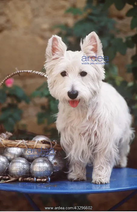 : West Highland Terrier Dog - With set of Boules : West Highland Terrier Dog - With set of Boules