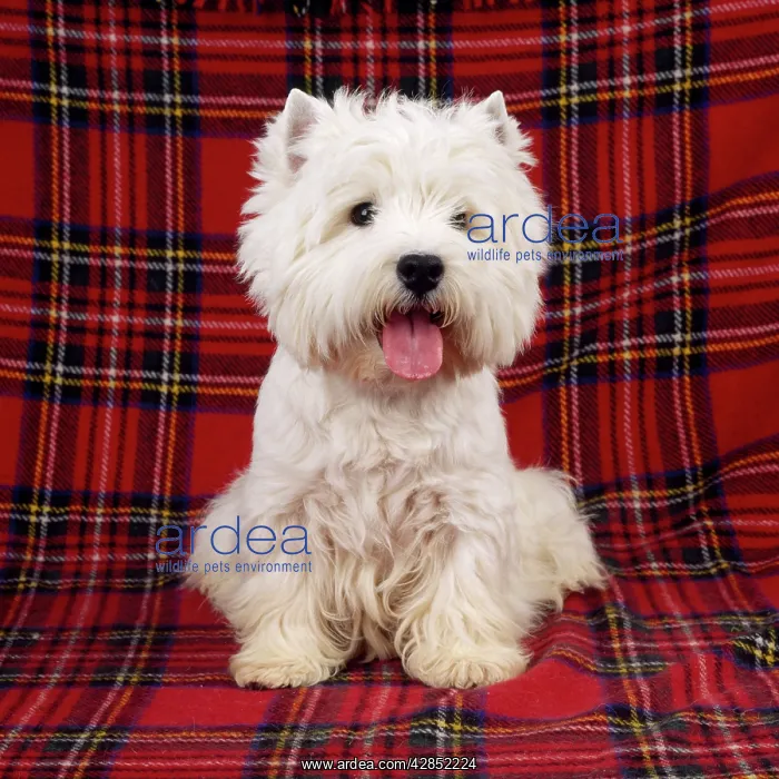 : West Highland Terrier DOG - sitting on tartan rug : West Highland Terrier DOG - sitting on tartan rug