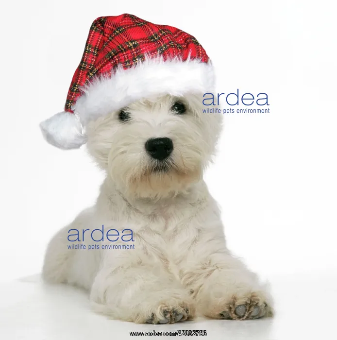 : West Highland Terrier Dog - wearing tartan hat : West Highland Terrier Dog - wearing tartan hat