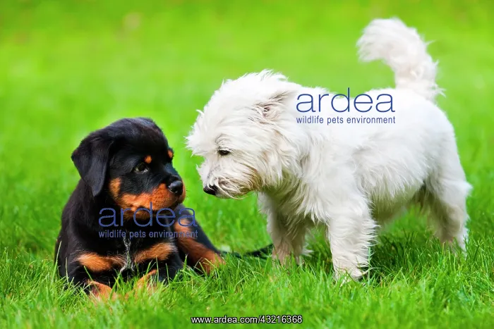  : West Highland Terrier and a Rottweiler lying in