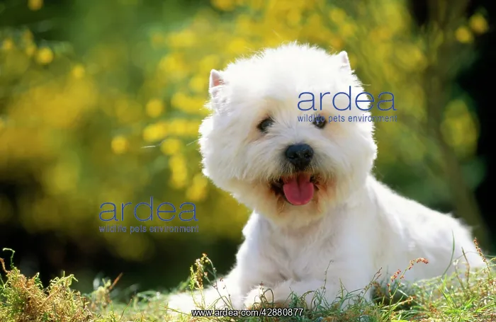 : West Highland White Terrier : West Highland White Terrier