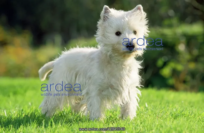  : West Highland White Terrier Dog