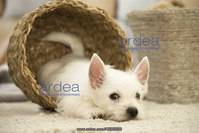 : West Highland White Terrier Dog, Westie, puppy West : West Highland White Terrier Dog, Westie, puppy West