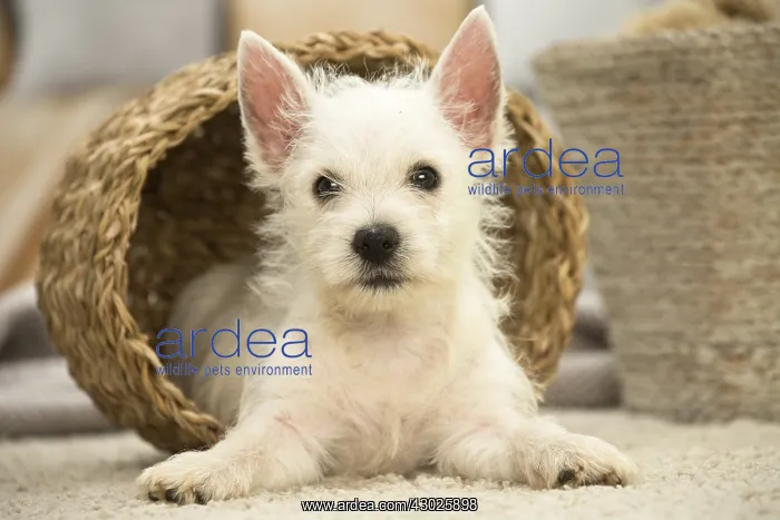 : West Highland White Terrier Dog, Westie, puppy West : West Highland White Terrier Dog, Westie, puppy West