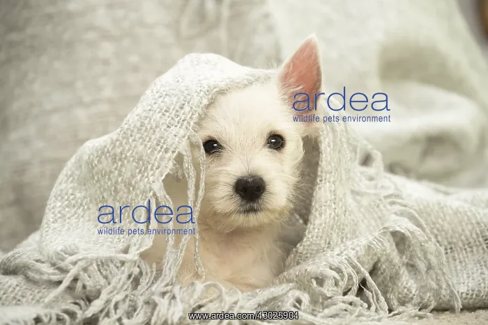  : West Highland White Terrier Dog, Westie, puppy West