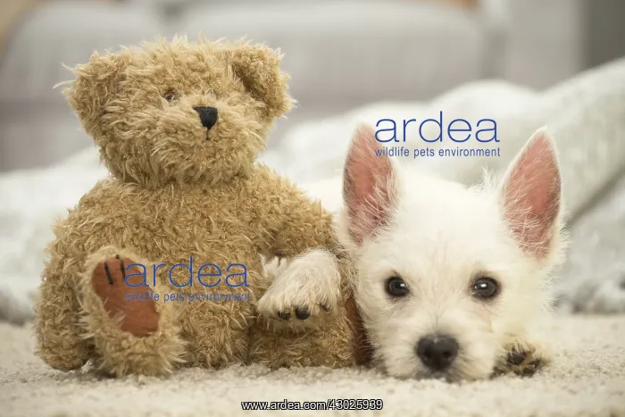 : West Highland White Terrier Dog, Westie, puppy West : West Highland White Terrier Dog, Westie, puppy West