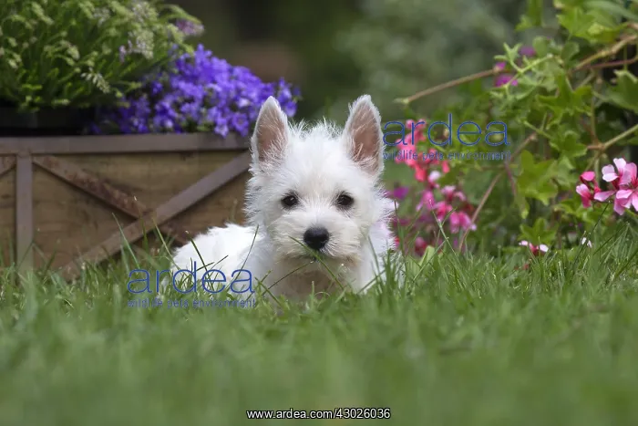 : West Highland White Terrier Dog, Westie, puppy in garden : West Highland White Terrier Dog, Westie, puppy in garden