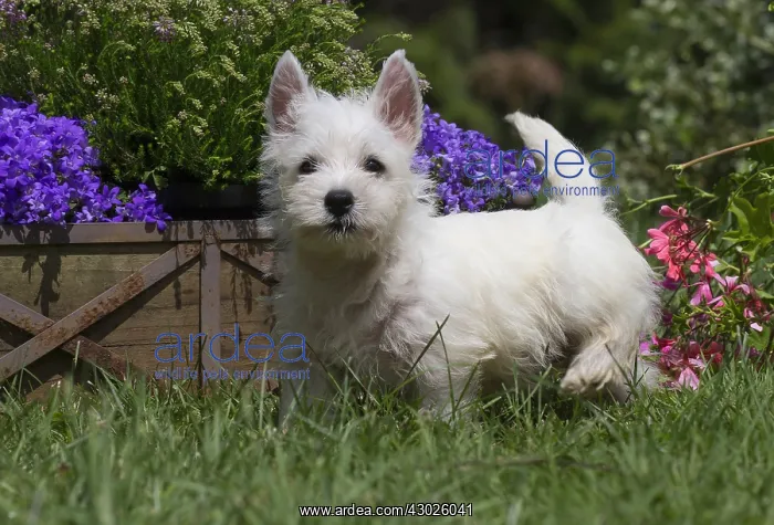 : West Highland White Terrier Dog, Westie, puppy in garden : West Highland White Terrier Dog, Westie, puppy in garden