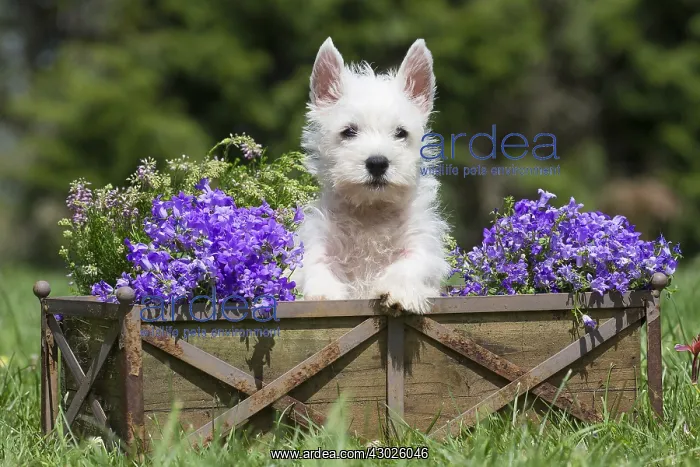 : West Highland White Terrier Dog, Westie, puppy in garden : West Highland White Terrier Dog, Westie, puppy in garden