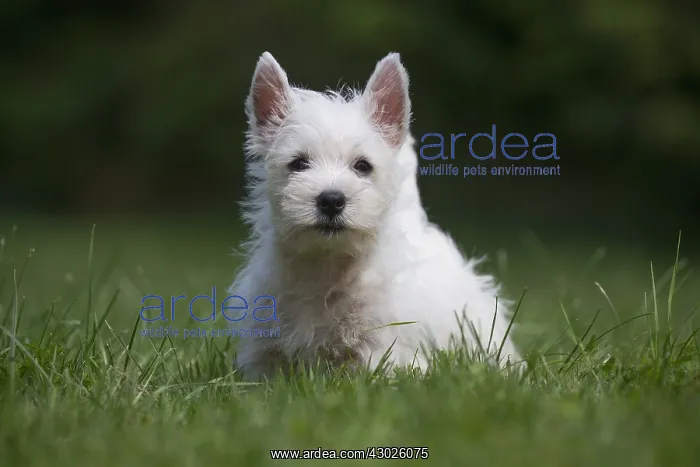 : West Highland White Terrier Dog, Westie, puppy in garden : West Highland White Terrier Dog, Westie, puppy in garden