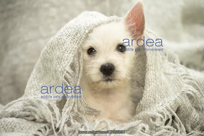 : West Highland White Terrier Dog, Westie, puppy West : West Highland White Terrier Dog, Westie, puppy West