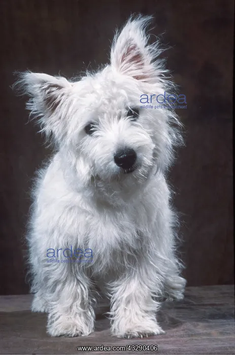 : West Highland White Terrier Dog : West Highland White Terrier Dog