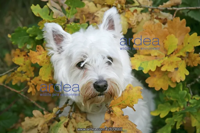 : West Highland White Terrier dog amongst autumn leaves : West Highland White Terrier dog amongst autumn leaves