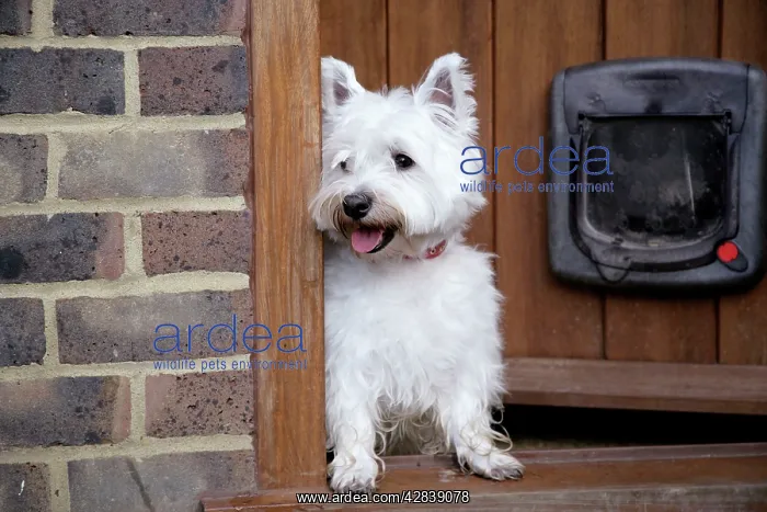: West Highland White Terrier dog at open door : West Highland White Terrier dog at open door