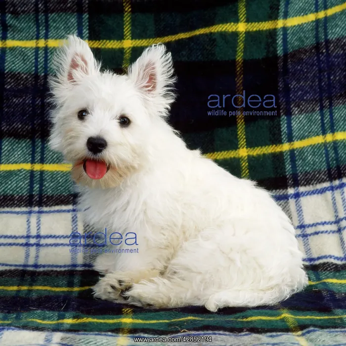  : West Highland White Terrier Dog - puppy