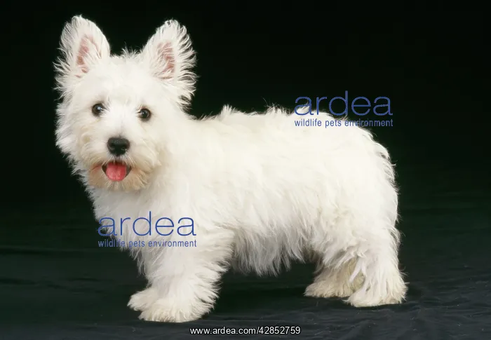 : West Highland White Terrier Dog - puppy : West Highland White Terrier Dog - puppy