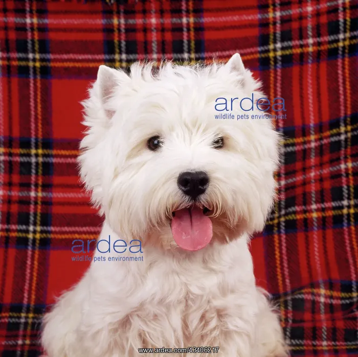 : West Highland White Terrier Dog - puppy : West Highland White Terrier Dog - puppy