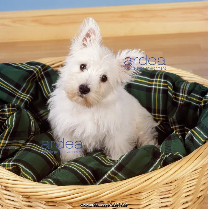 : West Highland White Terrier Dog - puppy in basket : West Highland White Terrier Dog - puppy in basket