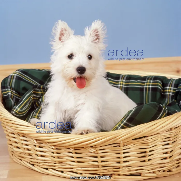  : West Highland White Terrier Dog - puppy in basket