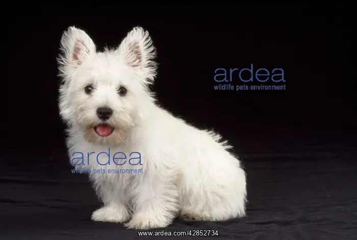 : West Highland White Terrier Dog - puppy sitting : West Highland White Terrier Dog - puppy sitting