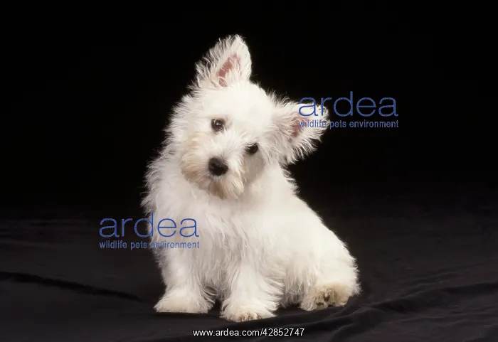 : West Highland White Terrier Dog - puppy sitting : West Highland White Terrier Dog - puppy sitting