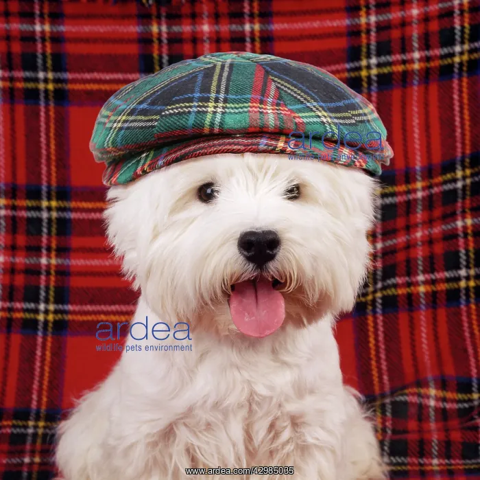 : West Highland White Terrier Dog - puppy wearing tartan hat : West Highland White Terrier Dog - puppy wearing tartan hat