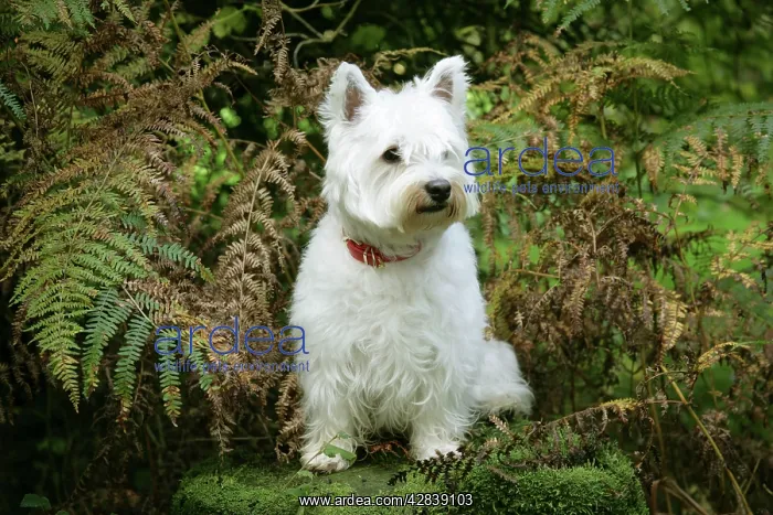 : West Highland White Terrier dog sitting by bracken : West Highland White Terrier dog sitting by bracken