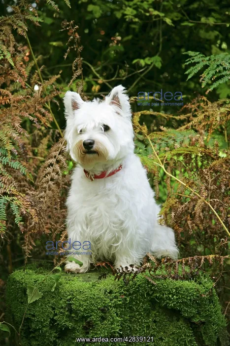 : West Highland White Terrier dog sitting by bracken : West Highland White Terrier dog sitting by bracken