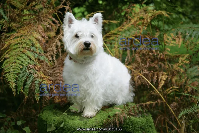 : West Highland White Terrier dog sitting by bracken : West Highland White Terrier dog sitting by bracken