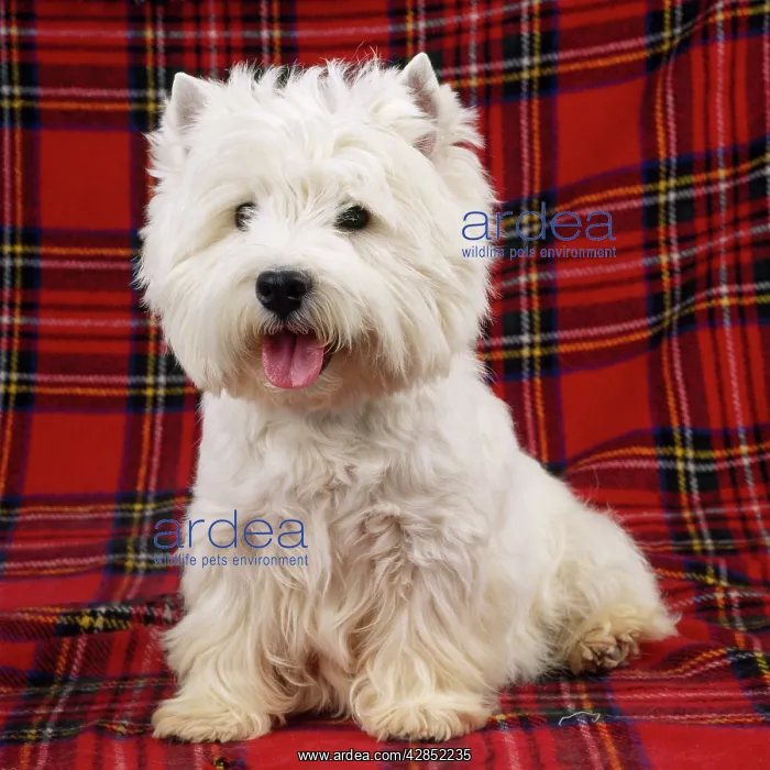 : West Highland White Terrier Dog - on tartan rug : West Highland White Terrier Dog - on tartan rug