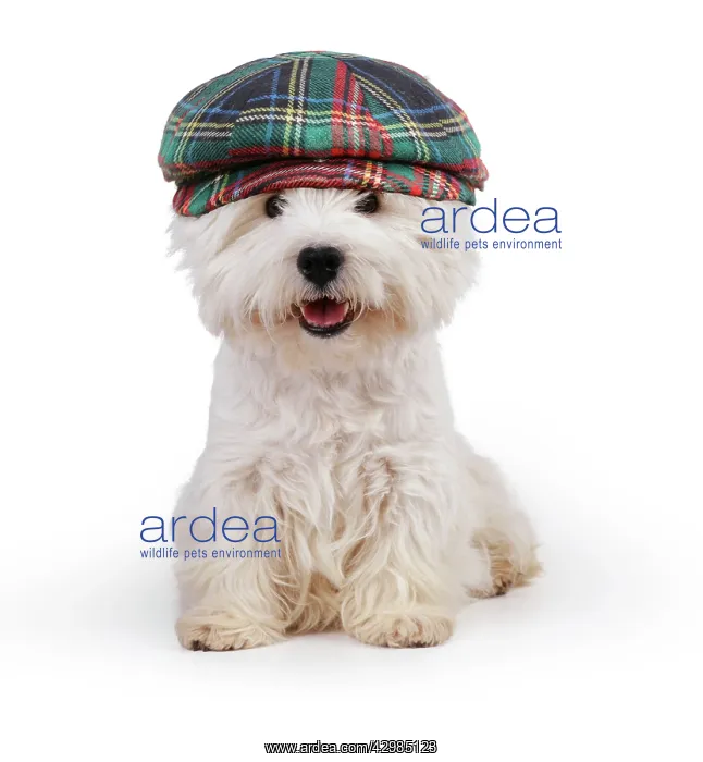 : West Highland White Terrier Dog wearing tartan hat : West Highland White Terrier Dog wearing tartan hat