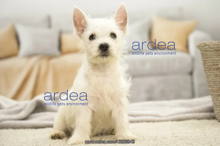 : West Highland White Terrier Dog, Westie, puppy : West Highland White Terrier Dog, Westie, puppy