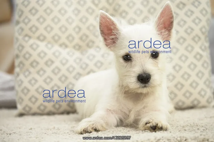 : West Highland White Terrier Dog, Westie, puppy : West Highland White Terrier Dog, Westie, puppy