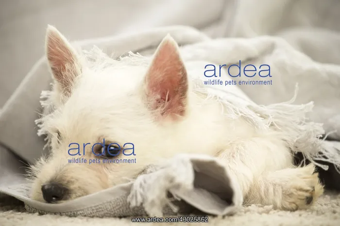 : West Highland White Terrier Dog, Westie, puppy : West Highland White Terrier Dog, Westie, puppy