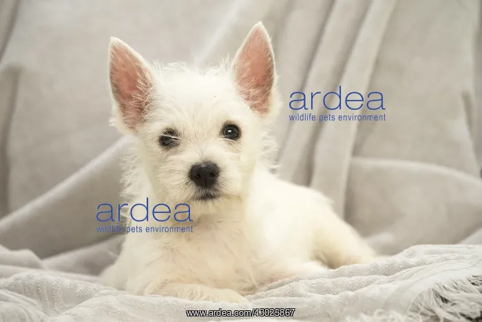 : West Highland White Terrier Dog, Westie, puppy : West Highland White Terrier Dog, Westie, puppy