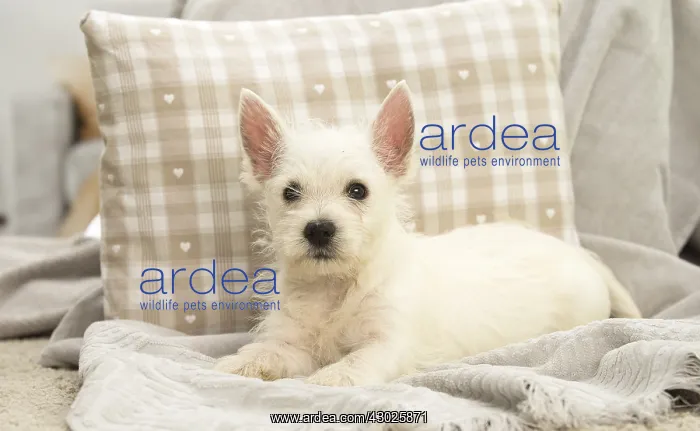 : West Highland White Terrier Dog, Westie, puppy : West Highland White Terrier Dog, Westie, puppy