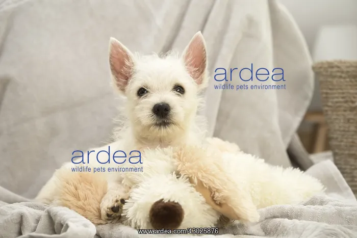 : West Highland White Terrier Dog, Westie, puppy : West Highland White Terrier Dog, Westie, puppy