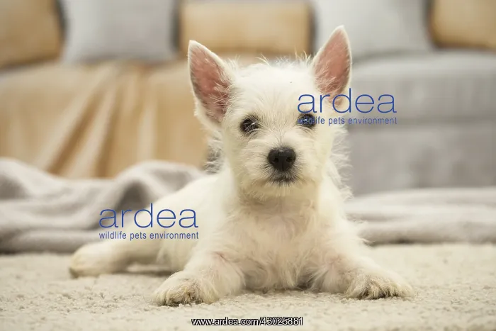 : West Highland White Terrier Dog, Westie, puppy : West Highland White Terrier Dog, Westie, puppy