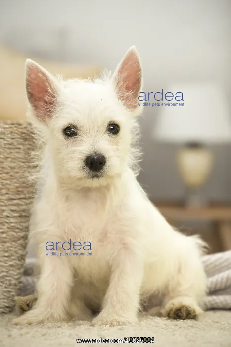 : West Highland White Terrier Dog, Westie, puppy : West Highland White Terrier Dog, Westie, puppy