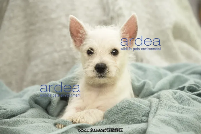 : West Highland White Terrier Dog, Westie, puppy : West Highland White Terrier Dog, Westie, puppy