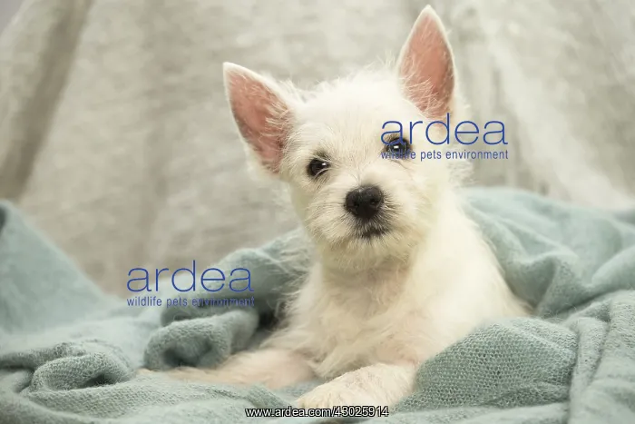 : West Highland White Terrier Dog, Westie, puppy : West Highland White Terrier Dog, Westie, puppy