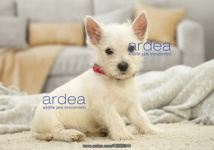: West Highland White Terrier Dog, Westie, puppy : West Highland White Terrier Dog, Westie, puppy