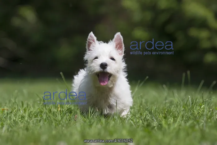 : West Highland White Terrier Dog, Westie, puppy in : West Highland White Terrier Dog, Westie, puppy in