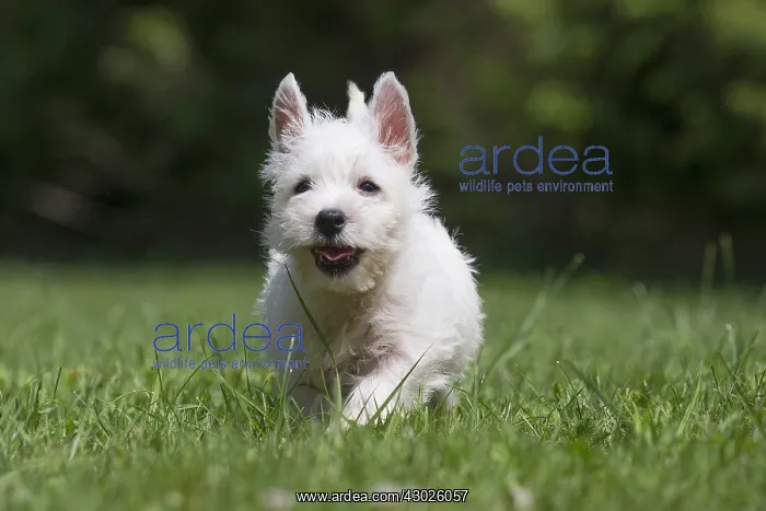 : West Highland White Terrier Dog, Westie, puppy in : West Highland White Terrier Dog, Westie, puppy in