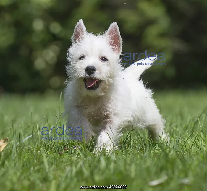 : West Highland White Terrier Dog, Westie, puppy in : West Highland White Terrier Dog, Westie, puppy in
