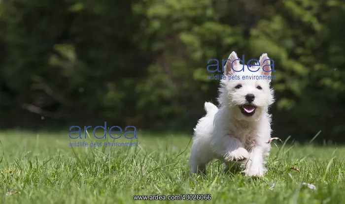 : West Highland White Terrier Dog, Westie, puppy in : West Highland White Terrier Dog, Westie, puppy in