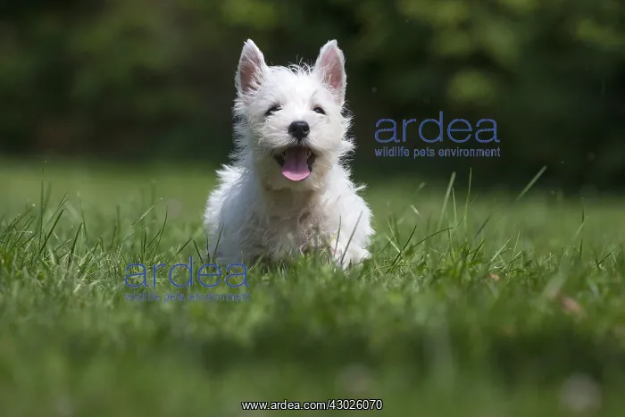 : West Highland White Terrier Dog, Westie, puppy in : West Highland White Terrier Dog, Westie, puppy in