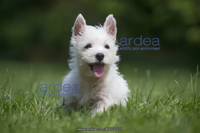 : West Highland White Terrier Dog, Westie, puppy in : West Highland White Terrier Dog, Westie, puppy in