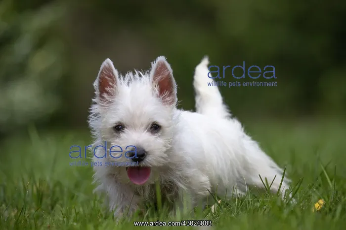 : West Highland White Terrier Dog, Westie, puppy in : West Highland White Terrier Dog, Westie, puppy in