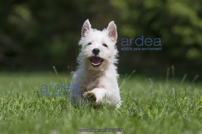  : West Highland White Terrier Dog, Westie, puppy in